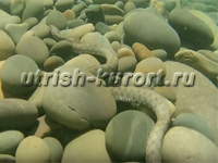 www.Utrish-Kurort.ru -    