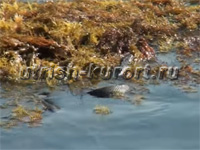 www.Utrish-Kurort.ru -   