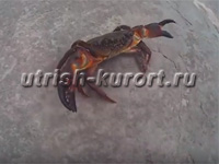 www.Utrish-Kurort.ru -   