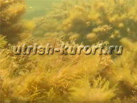 www.Utrish-Kurort.ru -  ׸ 