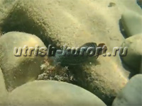 www.Utrish-Kurort.ru - - 