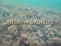 www.Utrish-Kurort.ru -  ׸ 